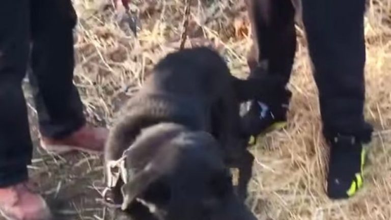 Moment prekës: Qeni kaloi 15 vite i lidhur në zinxhirë në temperatura ekstreme, shikoni reagimin e tij kur e lënë të lirë (Foto/Video)