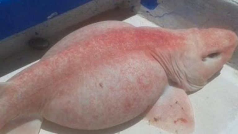 Kapet një peshk i pazakontë në brigjet e Meksikës, shkencëtarët: Mund të jetë alien (Video)
