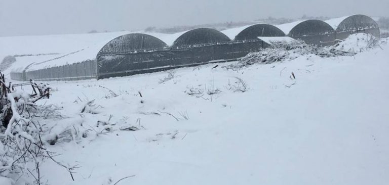 Serat në Lipjan rrezikohen të rrezohen nga bora (FOTO)