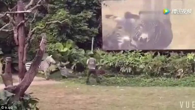 E tmerrshme: Zebra kafshon punëtorin e kopshtit zoologjik dhe e tërheq zvarrë (Foto/Video, +18)