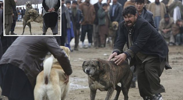 Foto të tmerrshme shfaqin dyluftimet e qenve në Kabul (Foto)