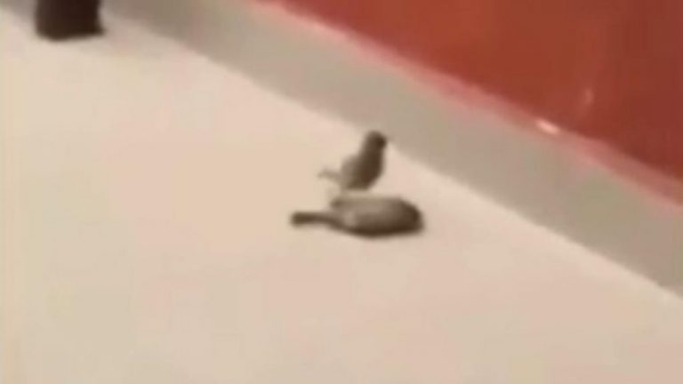 Zogu përpiqet të rikthejë në jetë “shoqen” e tij, ajo që ndodh është e pabesueshme (Video)