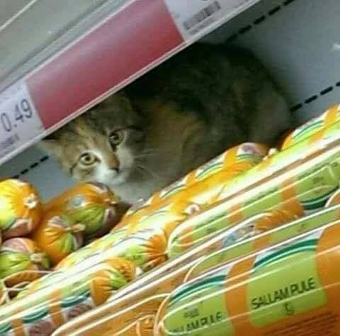 Macja nuk u pa në marketin “Super Viva” në Lipjan