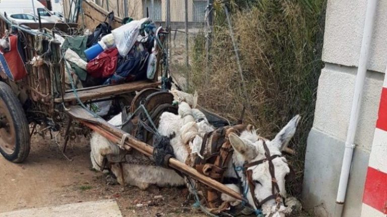 Policia ia merr gomarin pronarit, sepse e torturonte shumë (Foto)