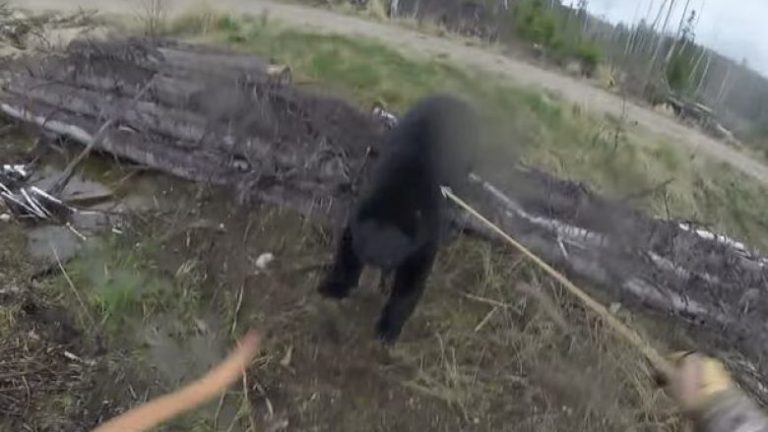 Tentoi ta vret ariun me shigjetë, por e pësoi vetë (Video)