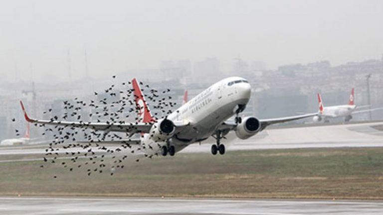 Vonesat e avionëve prej goditjes së zogjve, s’ka kompensim