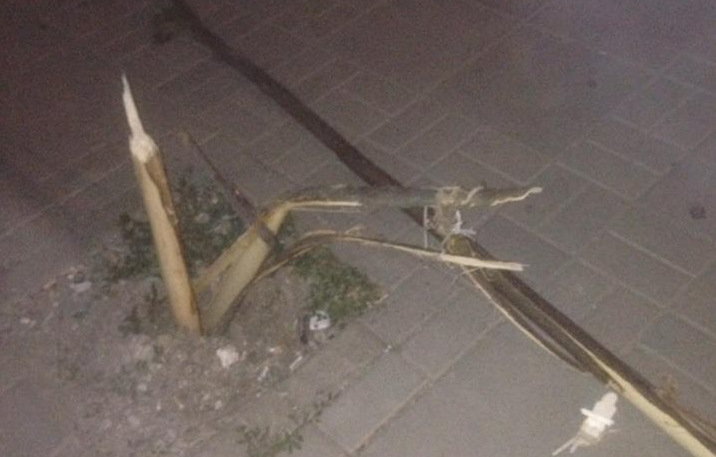 Dëmtohen drunjët dekorativ në Lipjan (FOTO)