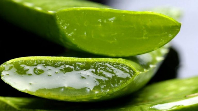 Egjiptianët e quanin “bima e përjetësisë”: Këto janë efektet e aloe veras në trupin tuaj!