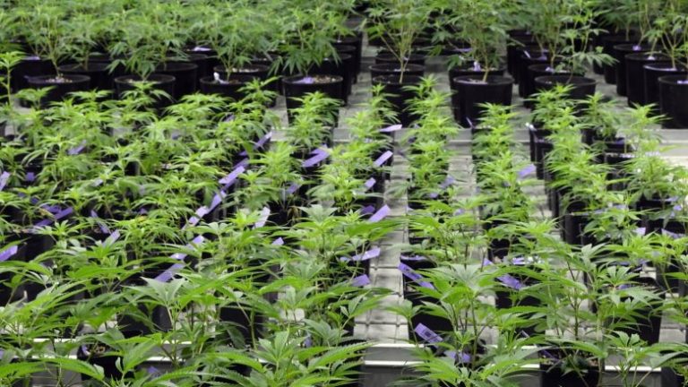 Brenda hapësirës masive, ku kultivohet marihuana në mënyrë legale (Foto)