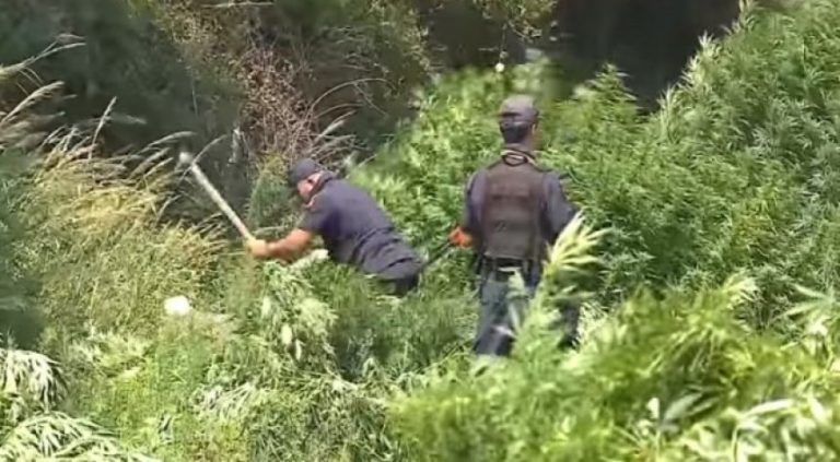 Ndodh në Shqipëri: Për 50 ditë kapën më shumë se 30 tonë drogë (Video)