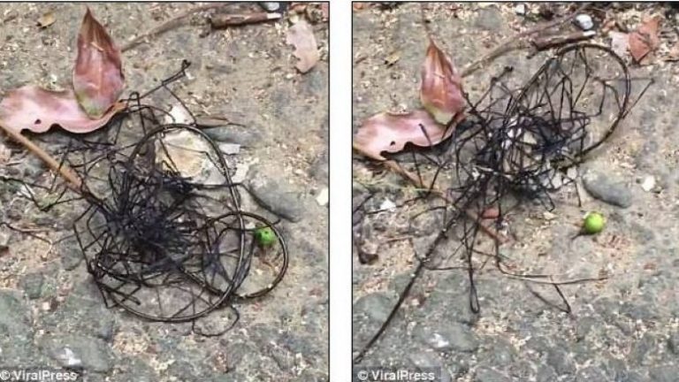 Të ardhur nga një planet tjetër? “Insekti alien” la të habitur të gjithë ata që e panë! (Video)