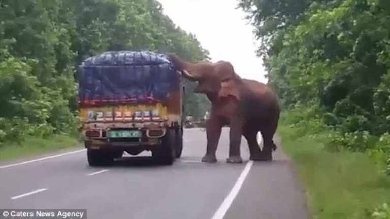 Elefanti i uritur ndaloi kamionin që transportonte patate (Video)
