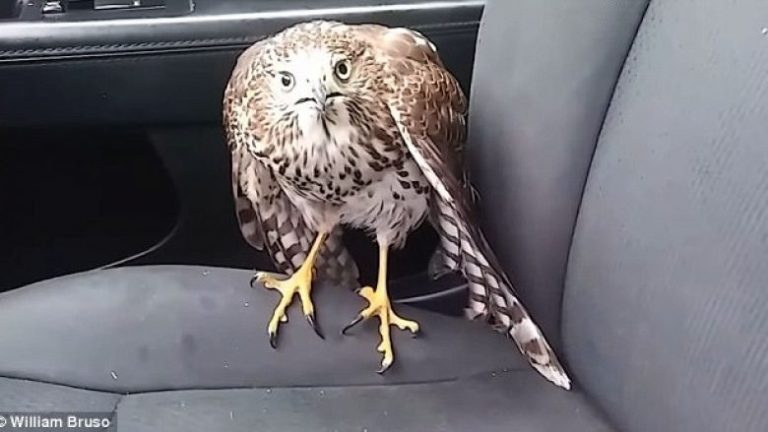 Fajkoi hyri në taksi, refuzonte të largohej nga frika prej uraganit (Video)
