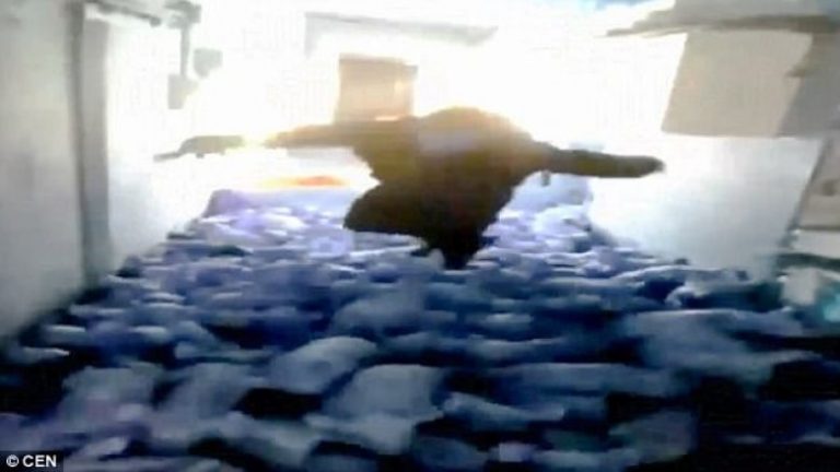 Fermeri i pashpirt, mbyt 79 derra të vegjël duke kërcyer mbi ta (Video, +16)