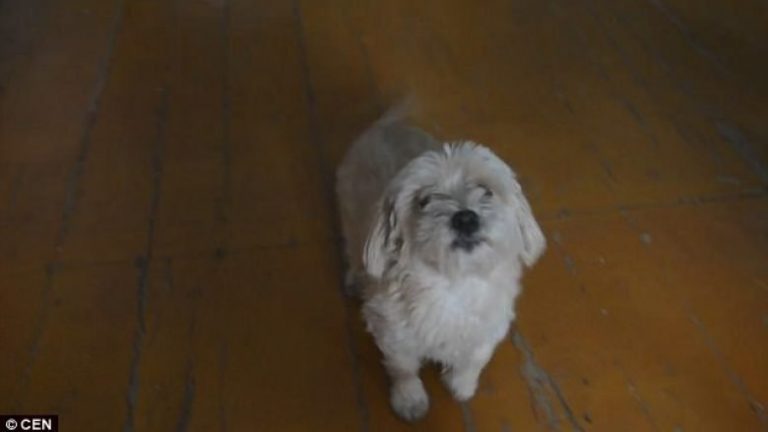 Qeni i stërvitur duket sikur flet me pronaren (Video)
