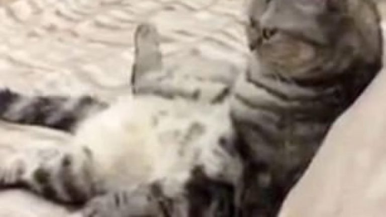 Macja ulet për të shikuar televizion, aspak nuk i pëlqen kur e pengojnë (Video)