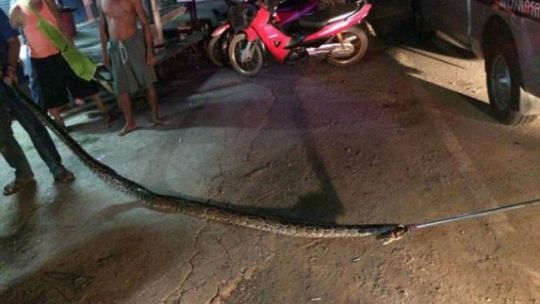 Harron ta mbyll mirë akuariumin e thatë, pitoni 7 metra ikë dhe kafshon e ngufat për vdekje burrin (Foto, +18)