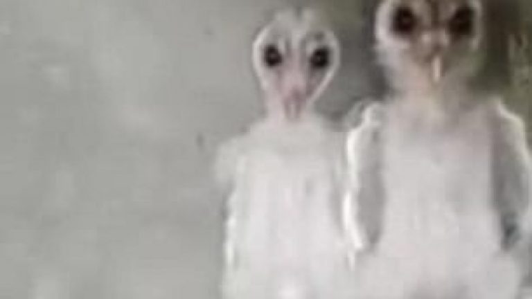 Hutat për të cilët njerëzit menduan që janë jashtëtokësorë! (Video)