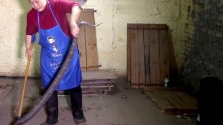 Mbretëresha e kobrave: Ajo kujdeset për njëmijë gjarpërinj, ua pastron dhomën – dhe prej tyre bën verë që e pinë i gjithë fshati (Video)