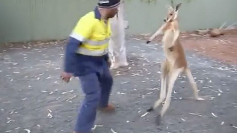 Punonjësi në telashe me kangurin që donte të përleshej (Video)