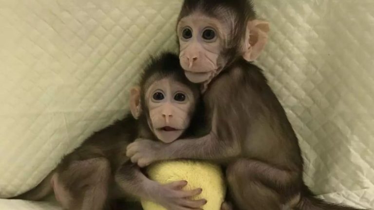 Njihuni me majmunët e parë në botë të klonuar (Foto/Video)
