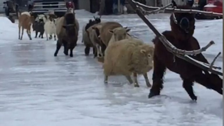 Kur delet tentojnë të kalojnë rrugën e mbuluar me akull (Video)