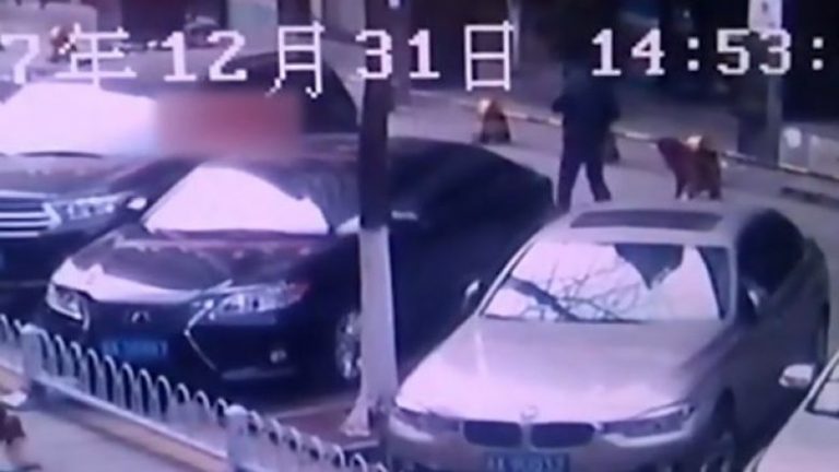 Sulmon dy kalimtarë rasti, polici qëllon për vdekje qenin në qendër të qytetit (Video, +18)