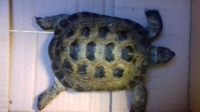 Breshkën që iu iku para gjashtë muajsh, e gjejnë në shkollë (Foto)