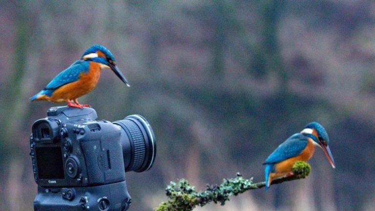 Zogu qëndroi mbi butonin e fotoaparatit, i bëri foto zogut tjetër në degë (Foto)