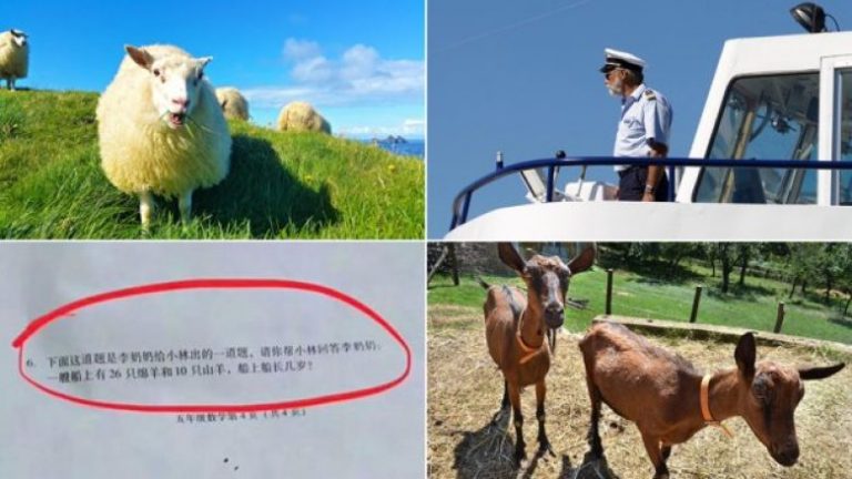 “Në anije gjenden 26 dele, 10 dhi dhe kapiteni”: Të gjithë mendojnë se kjo detyrë nuk ka zgjidhje, kurse nxënësit e klasës së 5 duhet ta zgjedhin (Foto)