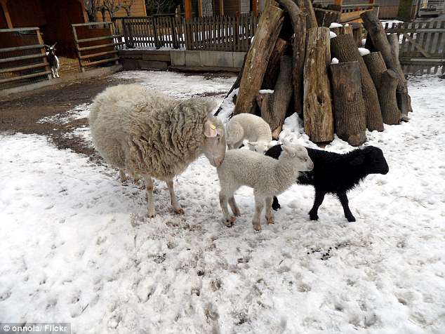 Vranë dhinë në kopshtin zoologjik në Berlin, burgosen rumunët