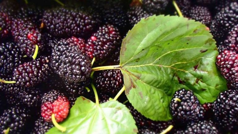 Mani i zi kundër diabetit – Si bëhet ky çaj shërues?