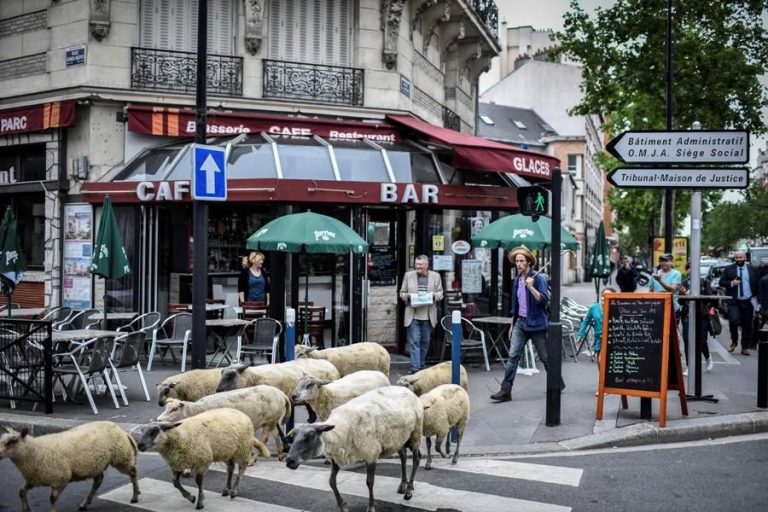 Kope delesh “mësyjnë” Parisin, arsyeja do t’ju çudisë