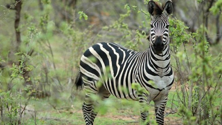 E leu me ngjyrë gomarin e kopshtit zoologjik që të duket si zebër (Foto)
