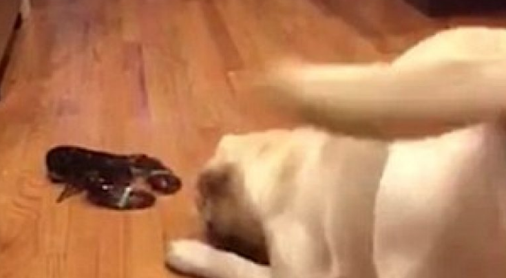 Takimi i parë me një gaforre, nuk ishte aspak i këndshëm për qenin (Video)