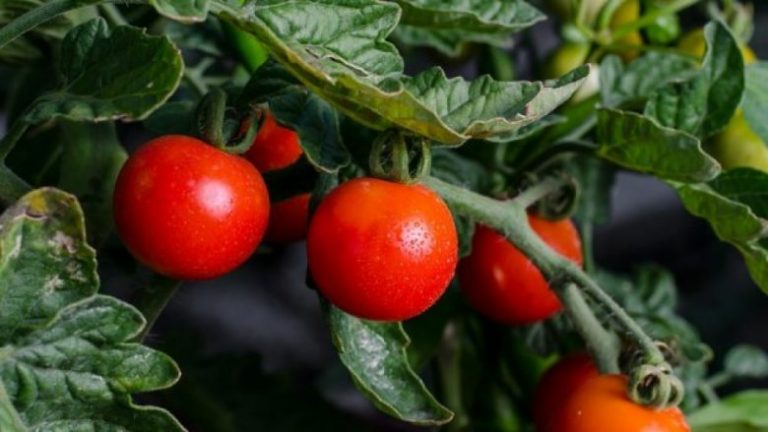 Mos i hani të tëra: Pesë artikuj të ngrënshëm të cilët kanë pjesë të fshehta helmuese