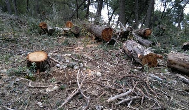 Deklarohet i pafajshëm i akuzuari për vjedhje të pyllit në Lipjan