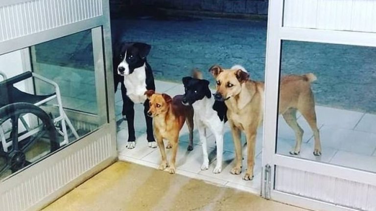 Prekëse! Qentë presin para derës së spitalit, derisa i pastrehu trajtohet nga mjekët (Foto)
