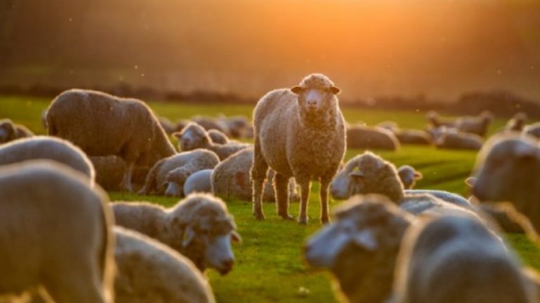 Belgjika ndalon sakrifikimin e kafshëve për festa fetare