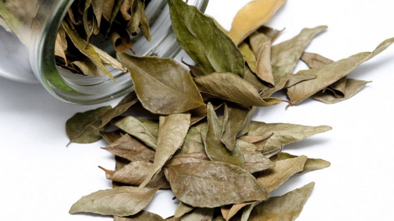 Receta më e mirë për ilaç kundër kollës: Pesë arsye që patjetër duhet t’i keni në shtëpi fletë dafine