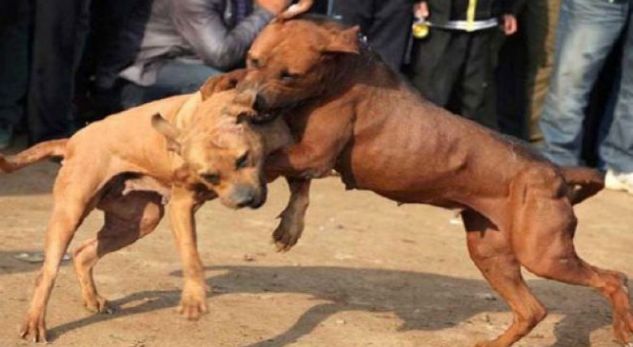 Peja i dënon deri në 5 mijë euro ata që keqtrajtojnë kafshët dhe i fusin në luftë mes vete