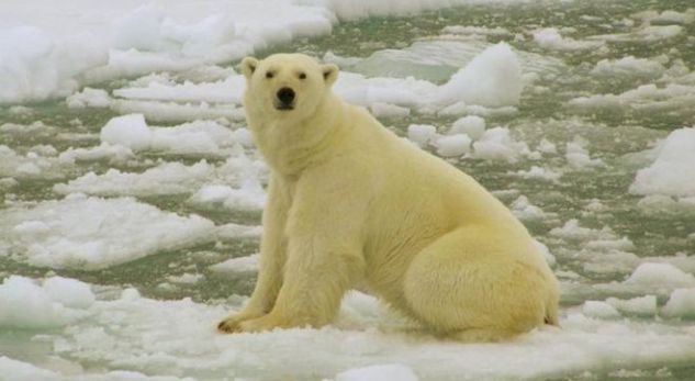 Ishujt rusë pushtohen nga arinjtë polarë