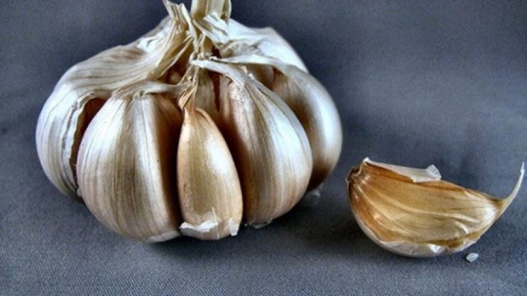 Hudhra është 100 herë më efikase sesa antibiotikët