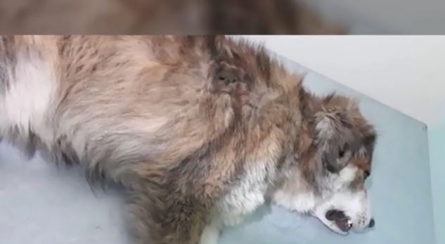 8 vjeçari i sulmuar nga qeni në Vushtrri shpëtoi falë bashkëmoshatarëve të tij