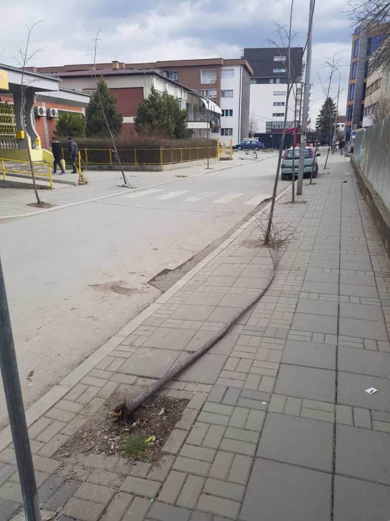 Keyetari Ahmeti apelon për kujdes ndaj drunjëve dekorativ në Lipjan