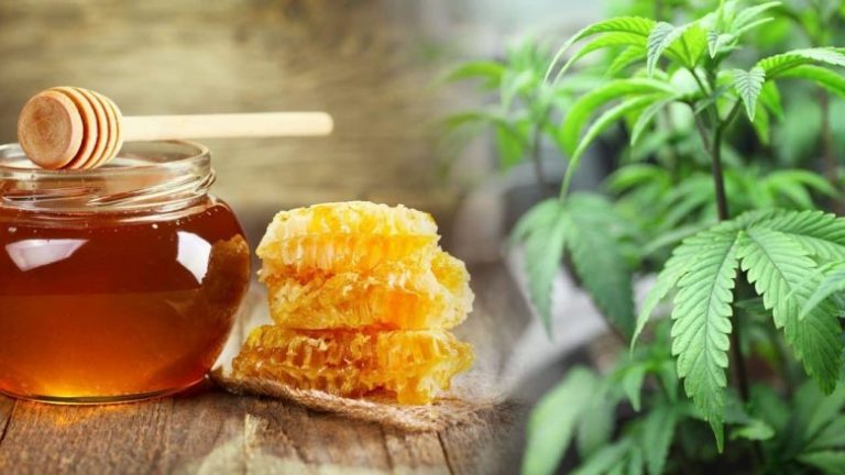 A mundet mjalti të na i zbusë simptomat e alergjisë pranverore?