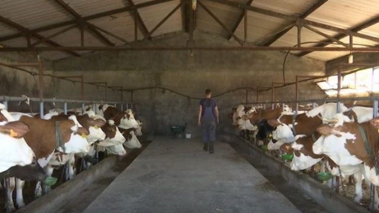 Problemi me energjinë elektrike, familjes Vishesella ia humb 800 litra qumësht
