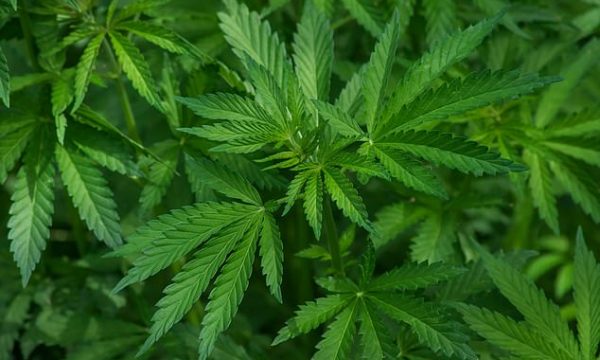 Shteti amerikan legalizon kanabisin