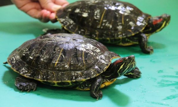 Konfiskohen rreth 5200 breshka të vogla në një aeroport të Malajzisë