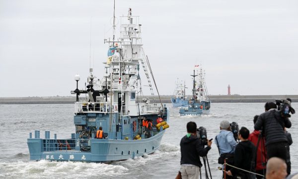 Pas tridhjetë vjetësh, Japonia rinis gjahun e balenave